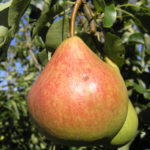 Pear variety in Memory of Yakovlev