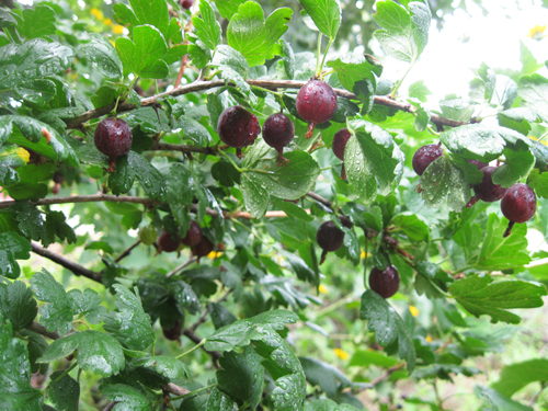 Chernomor pelbagai jenis Gooseberry