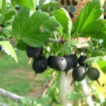 Pelbagai Gooseberry Black Negus