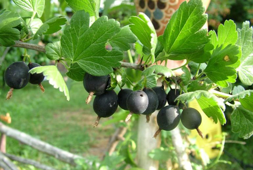 Berbagai Gooseberry Black Negus