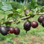 Gooseberry variety Northern Captain