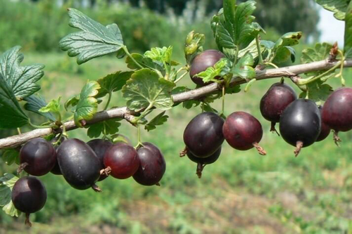 Gooseberry variety Northern Captain