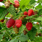 Varieti Raspberry Lyachka (Lyashka)