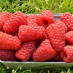 Pshekhiba raspberry variety