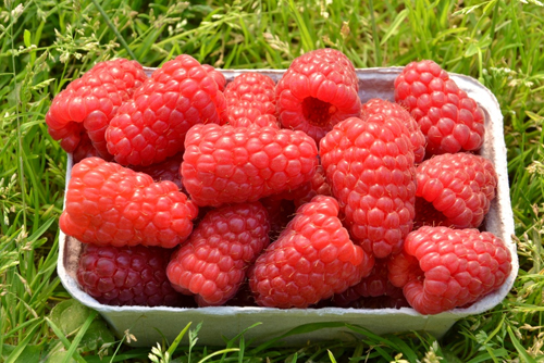 Pshekhiba raspberry variety