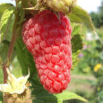 Raspberry variety Sokolitsa