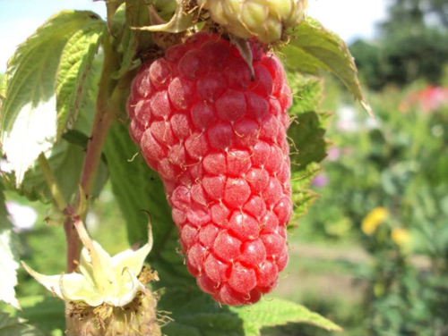 Raspberry variety Sokolitsa