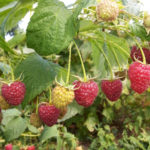 Varieti raspberry Taganka