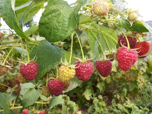 Varieti raspberry Taganka