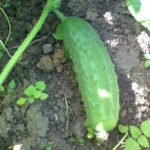 Cucumber variety Kid