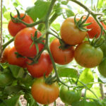 Tomato pelbagai harimau Amur