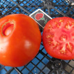 Tomato variety Bovine forehead