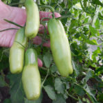 Tomato variety Ladies' man