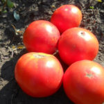 Tomato variety Stone flower