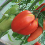 Cornabel pelbagai tomato (F1)