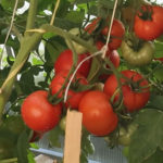 Pelbagai tomato Lyrica (F1)