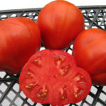 Tomato variety One hundred pounds