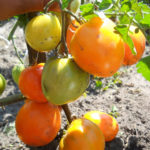 Tomato variety Golden heart