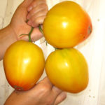 Tomato variety Golden domes