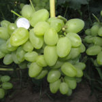 Bazhena grape variety