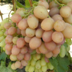 Gourmet grape variety