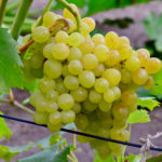 Grape variety Kishmish 342 (Hungarian Kishmish)