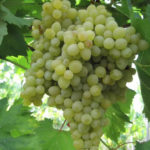 Crystal grape variety