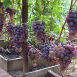 Nizina grape variety