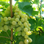 Pleven grape variety