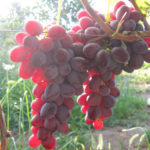 Grape variety Ruby Jubilee