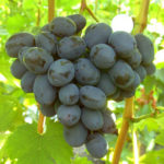 Ruslan grape variety