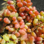 Grape variety Sensation