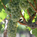 Sauvignon Blanc grape variety