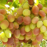 Taifi grape variety