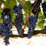 Varieti anggur Tempranillo