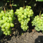 Grape variety Timur