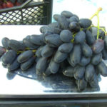 Velika grape variety