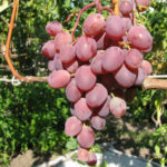 Victoria grape variety