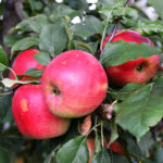 Apple variety Good news