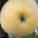 Apple variety Dialog (columnar)