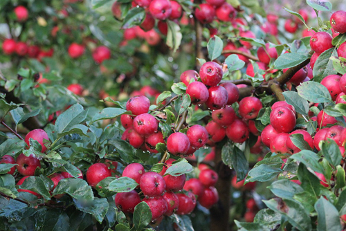 Apple variety Kitayka Kerr