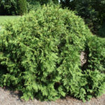 Thuja western Globoza