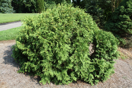 Thuja western Globoza