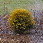 Thuja western Golden Globe