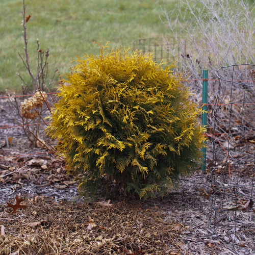 Thuja western Golden Globe