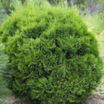 Thuja western Holmstrup