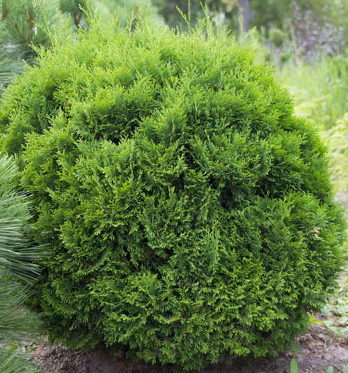 Thuja vestre Holmstrup