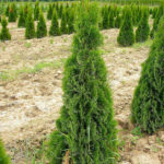 Thuja barat Columna