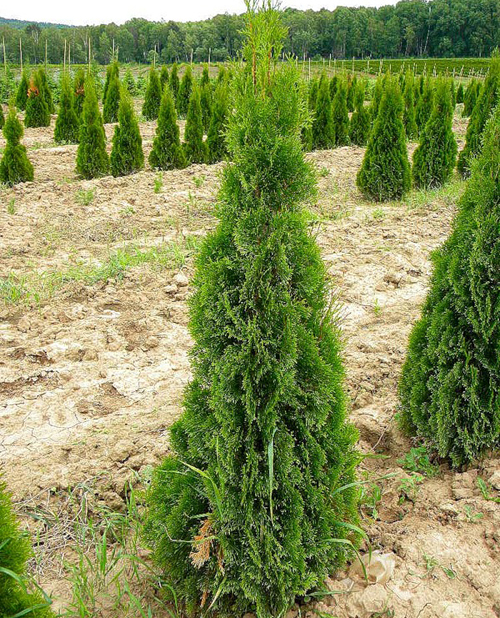 Thuja barat Columna