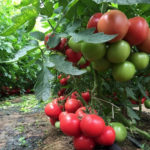 Tomato variety Mei Shuai (F1)